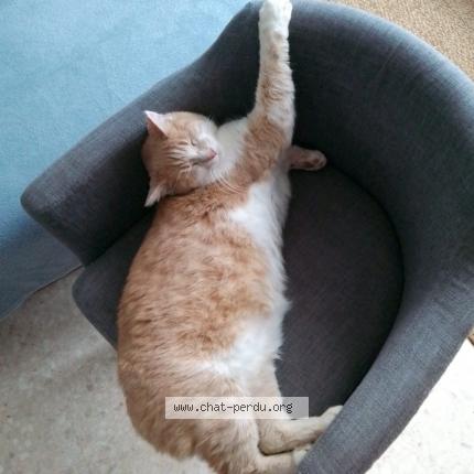 Photo de chat perdu à Mauguio