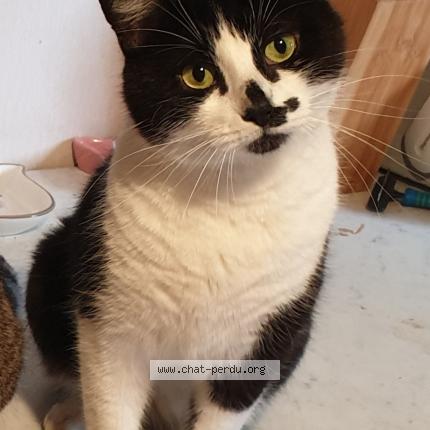 Photo de chat perdu à Fontain