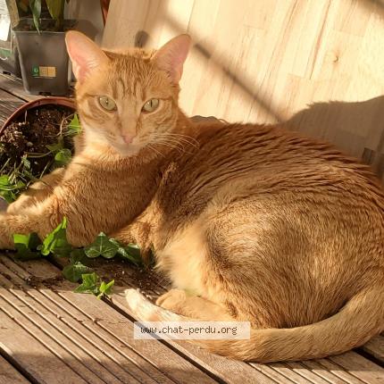 Photo 1/1 Chat retrouvé Perdu à Montrouge