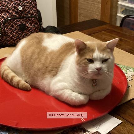 Photo de chat perdu à Orvault
