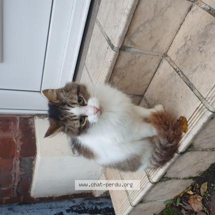 Photo de chat trouvé à Cambrai
