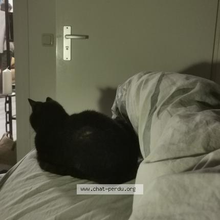 Photo de chat perdu à Vignols