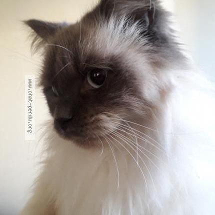 Photo de chat perdu à Montpellier