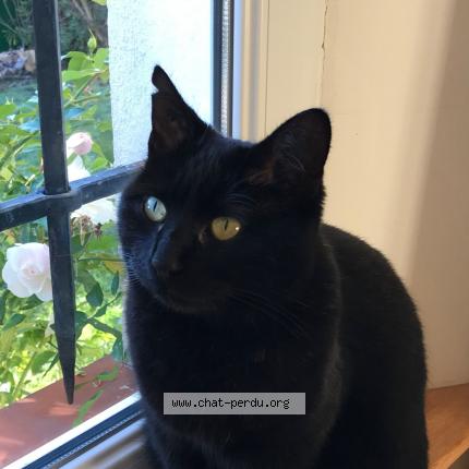 Photo de chat perdu à Tourrettes Sur Loup