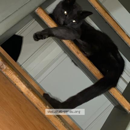Photo de chat perdu à Vitry Sur Seine