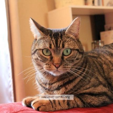 Photo 1/1 Chat retrouvé Perdu à Vaudelnay