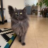 Photo de chat perdu à Plouezec