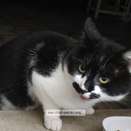 Photo de chat trouvé à St Jean Les Deux Jumeaux