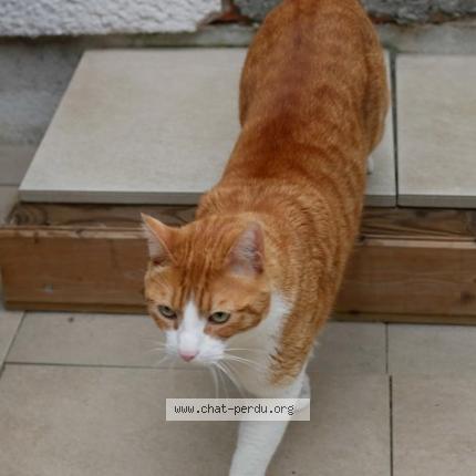 Photo 1/1 Chat retrouvé Perdu à Oloron Sainte Marie