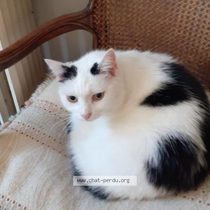 Photo de chat perdu à Vincennes