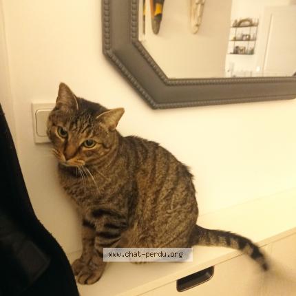 Photo 1/1 Chat retrouvé Perdu à Versailles