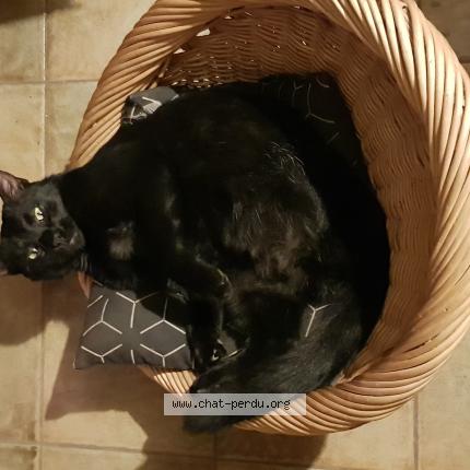 Photo de chat perdu à Valescourt