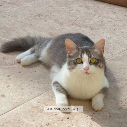 Photo de chat perdu à Bordeaux