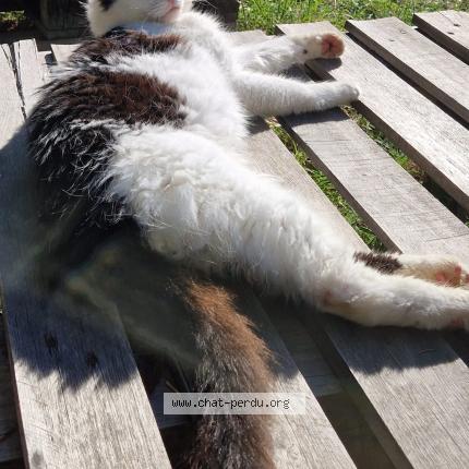 Photo de chat perdu à Eguilles