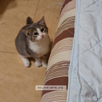 Photo 1/1 Chat retrouvé Perdu à Domont