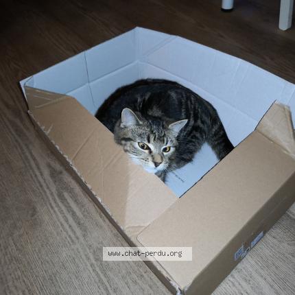 Photo de chat perdu à Saint Andre Sur Orne