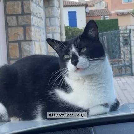 Photo de chat perdu à Vence