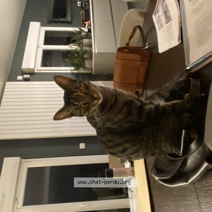 Photo de chat perdu à Fontenay Sous Bois