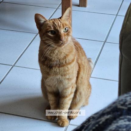 Photo de chat perdu à Clapiers