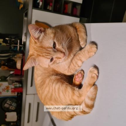 Photo de chat perdu à Perpignan