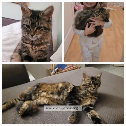 Photo 1/1 Chat retrouvé Perdu à Olivet