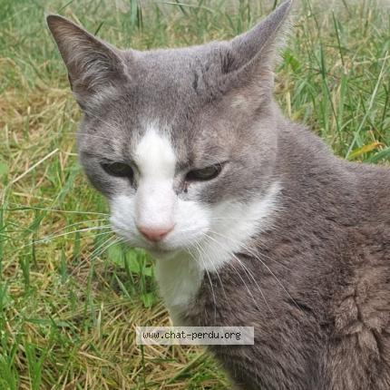 Photo de chat perdu à Gradignan