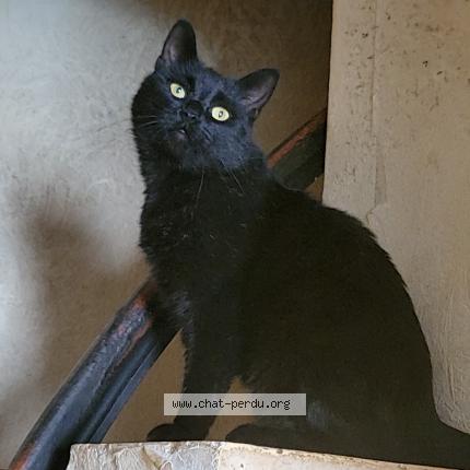 Photo 1/1 Shadow Chat perdu à Hallennes lez haubourdin