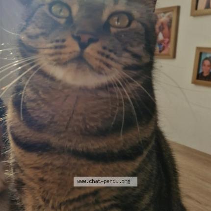 Photo de chat perdu à Noyon