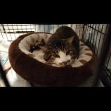 Photo de chat trouvé à Beynost