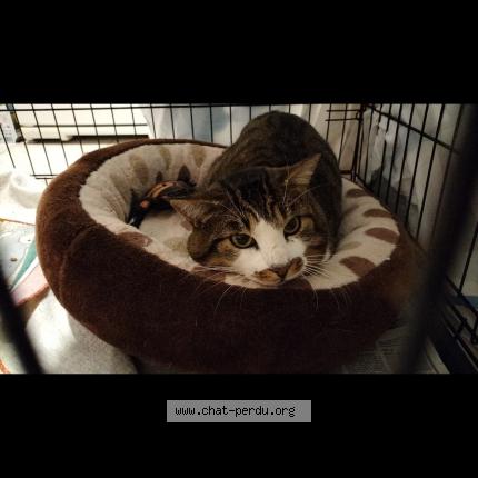 Photo 1/1 Chat retrouvé Trouvé à Beynost