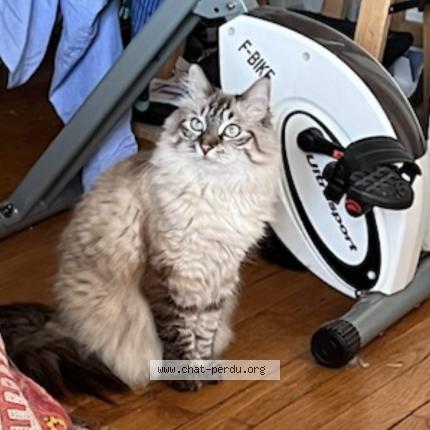 Photo de chat perdu à Paris