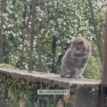 Photo 1/1 Pépère Chat perdu à Jaulgonne