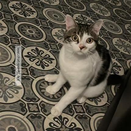 Photo de chat perdu à Blois Vienne