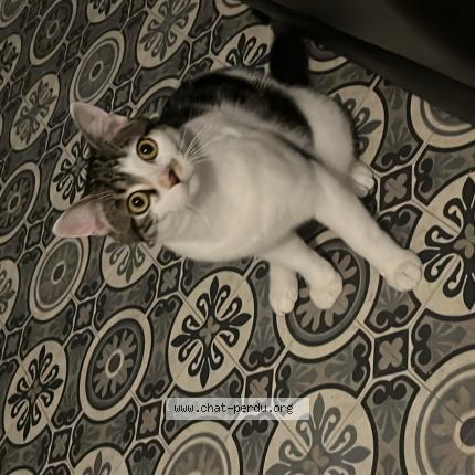 Photo 2/2 Chat retrouvé Perdu à Blois Vienne
