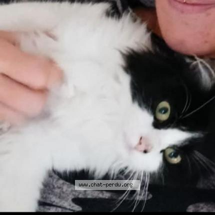Photo 1/1 Chat retrouvé Perdu à Clermont Ferrand