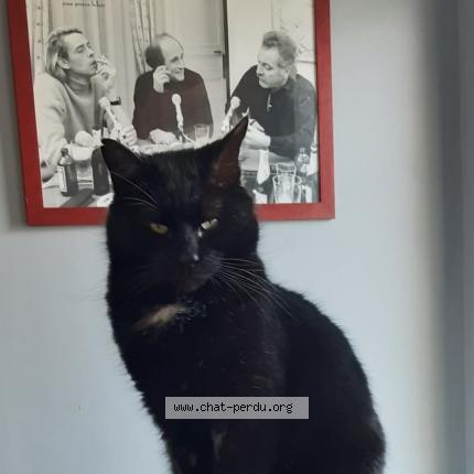 Photo de chat perdu à Montayral