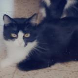 Photo de chat perdu à Mons