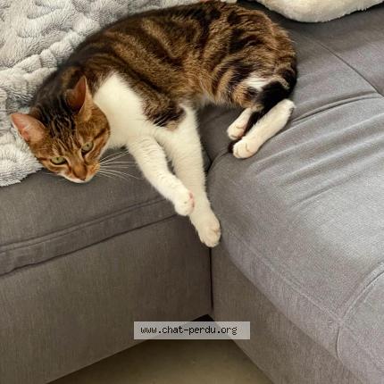 Photo de chat perdu à Annebault
