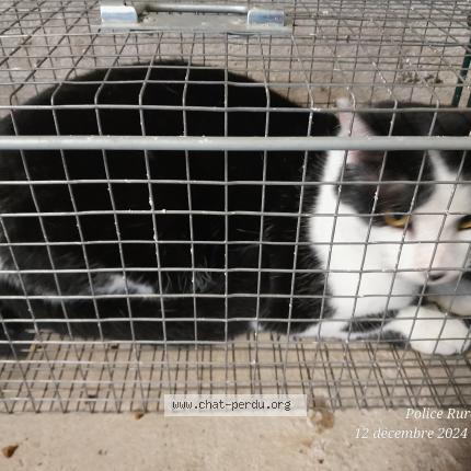 Photo de chat trouvé à Romaneche Thorins