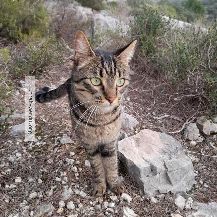Photo de chat trouvé à Aureille