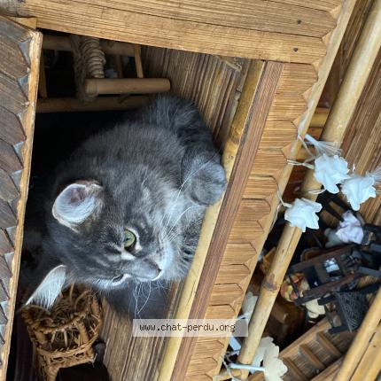 Photo 1/1 Plume Chat perdu à Isle sur la sorgue