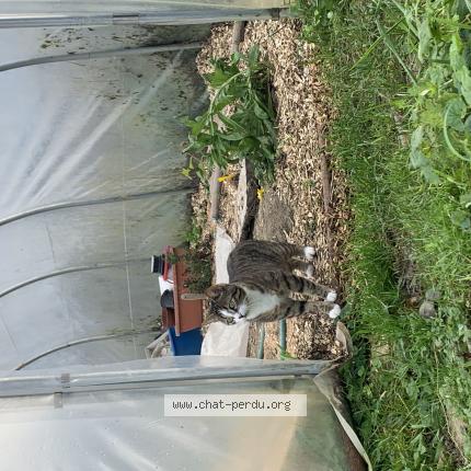 Photo 1/1 Ficelle Chat perdu à Dompaire