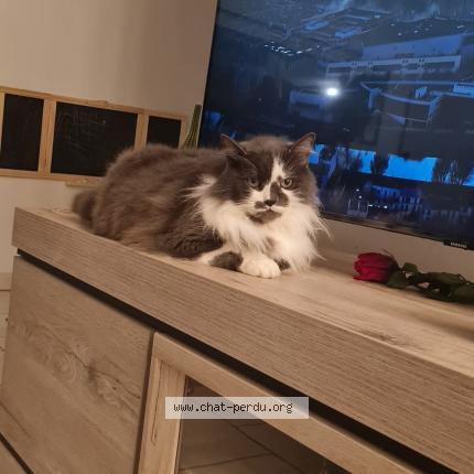 Photo de chat perdu à Origny Sainte Benoite