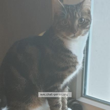 Photo de chat perdu à Rohrwiller