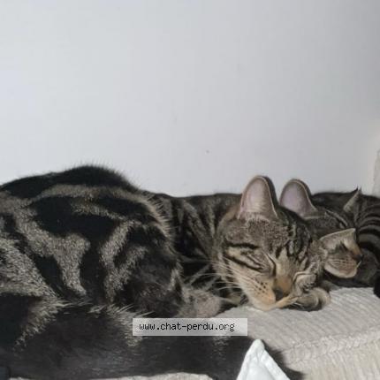 Photo de chat perdu à Saint Nazaire
