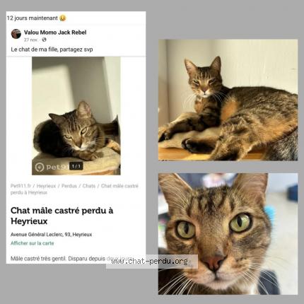 Photo de chat perdu à Heyrieux