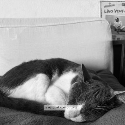 Photo 1/1 Pujol Chat perdu à Saint leu