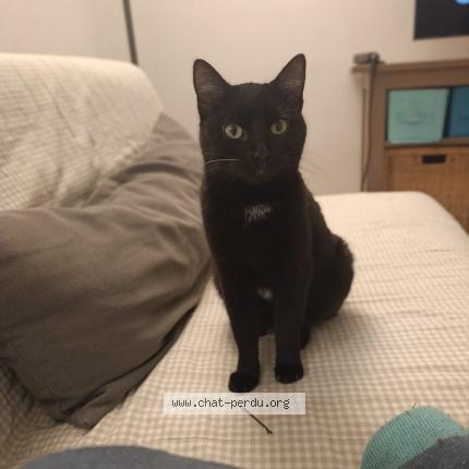 Photo de chat perdu à Marseille