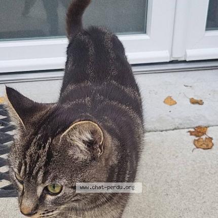 Photo de chat perdu à Les Sorinieres