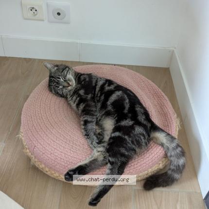 Photo 2/2 Chat retrouvé Perdu à Les Sorinieres